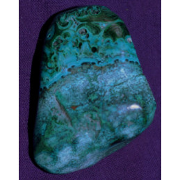 Chrysocolle PM