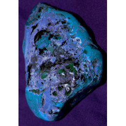 Chrysocolle GM