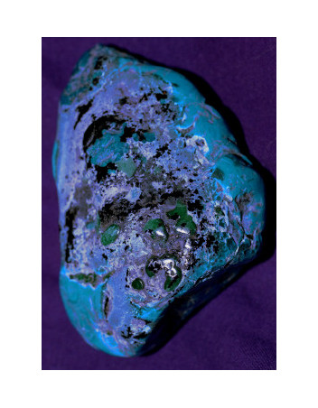 Chrysocolle GM